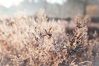 Reif auf der Oirschotse Heide