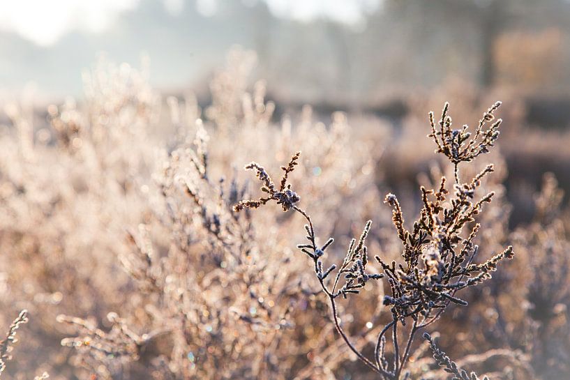 Mûr sur l'Oirschotse Heide par Albert-Jan Verhees