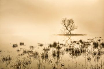 Peat bog by morning fog by Frans Lemmens