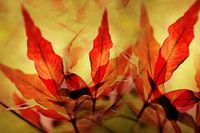 Rood herfstblad