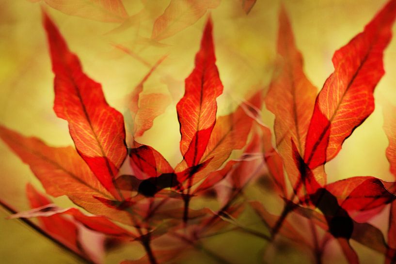 Rood herfstblad par Kees-Jan Pieper
