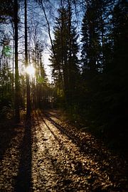 Sunrise in the forest by Michael van Eijk