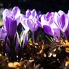 Crocus au soleil 4 sur Plinck Fotografie