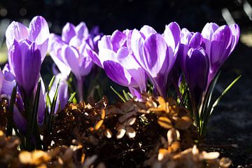 Krokusse im Sonnenlicht 4 von Plinck Fotografie