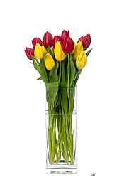  3 D canvasprint,tulpen in vaas, witte achtergrond,tulip,tulp,tulips von M  van den Hoven