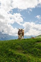 Ontmoeting met een koe bij Grosse Scheidegg, Zwitserland