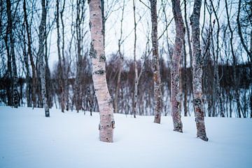 Soft birch tree in Norway