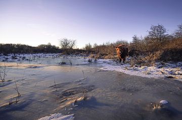 Schotse Hooglanders in ijzig landschap van Thom Brouwer