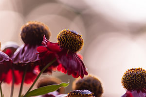 rote Sommerpracht