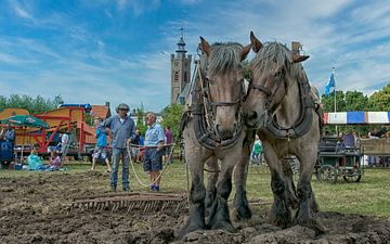 Zeeland-Pferde von Peter Bartelings
