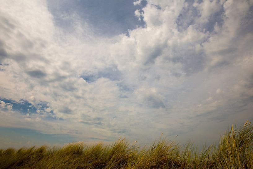 helmgras onder blauwe lucht van Bernadet Gribnau