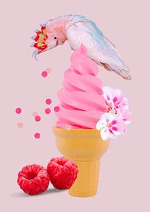 Cockatoo on ice