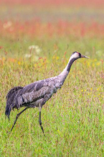Une grue se reposant et se nourrissant dans un champ au printemps