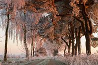Winter wonderland van Paul Wendels thumbnail