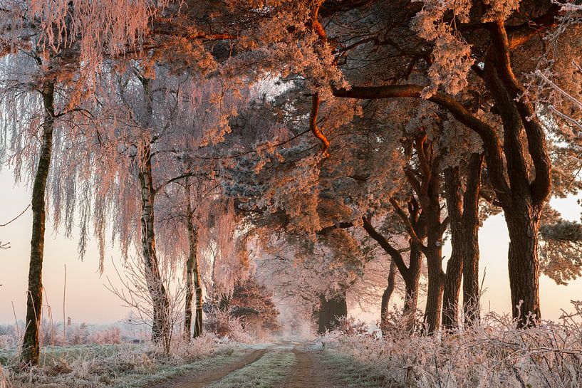 Winter wonderland van Paul Wendels