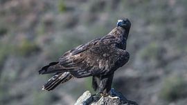 Der Steinadler schaut sich um und ist in den Bergen Spaniens stets wachsam. von Hans Hut