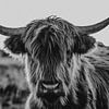 Schotse hooglander | zwart-wit fotografie van Anne Verhees