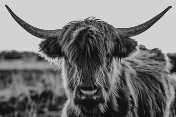 Schotse hooglander | zwart-wit fotografie