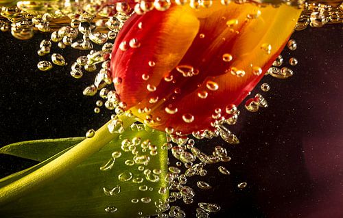 Bulles de tulipes