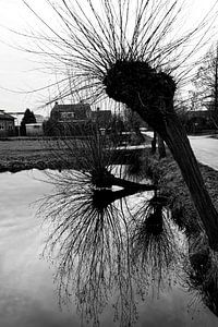 les saules dans le brouillard (2)