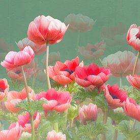Red anemones by Fionna Bottema