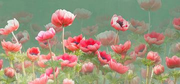 Rode anemonen