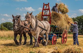 Tarweoogst op een zinderende zomerdag