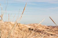 Dunes sur la côte dans une lumière douce avec des herbes de sable