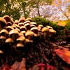 Gruppe von Pilzen im Wald stehend von Bianca Fortuin