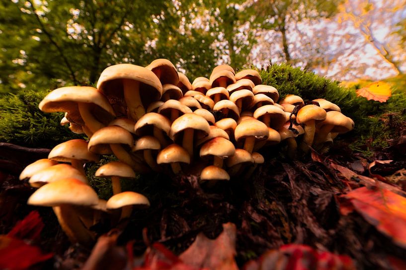Gruppe von Pilzen im Wald stehend von Bianca Fortuin