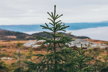 Christmas tree in Norwegian landscape