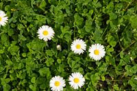 Daisies in a clover field