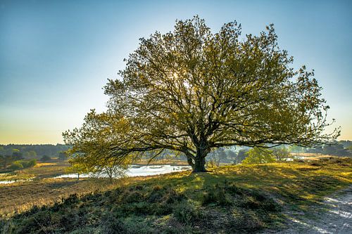 Imposante boom in het Quin