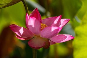 lotus
