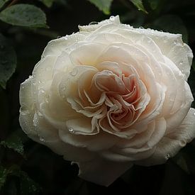 a pink rose by Yvonne Blokland