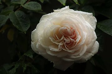 a pink rose by Yvonne Blokland