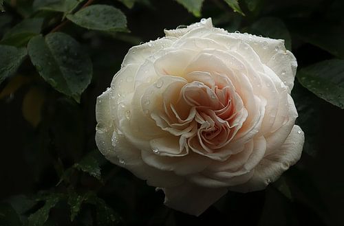 een roze roos van Yvonne Blokland
