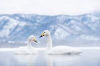 Koppel whooper swans (wilde -zwanen) in Japan