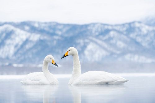 Koppel whooper swans (wilde -zwanen) in Japan