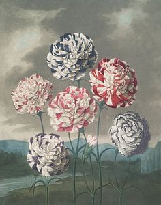 Eine Gruppe von Nelken, Robert John Thornton