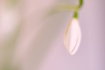 Winterlandschaft Schneeglöckchen, Schneeglöckchenkunst, Galanthus nivaluss nivalis von Jolanda de Jong-Jansen