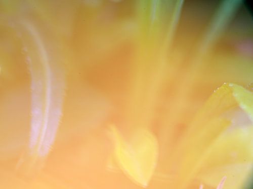 Posters voor de wereld: geeltje