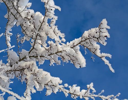Besneeuwde struiken