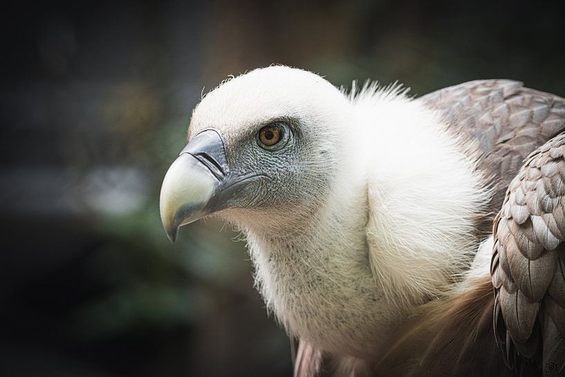GRIFFON VULTURE by Vincent Vroegop
