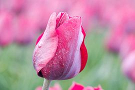 rode tulp in het veld van Gea Veenstra