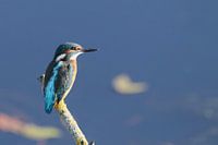 Junger Eisvogel