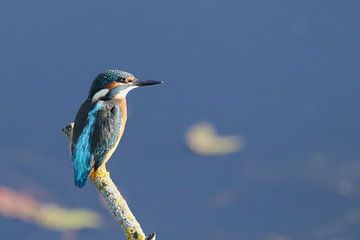 Jonge Ijsvogel