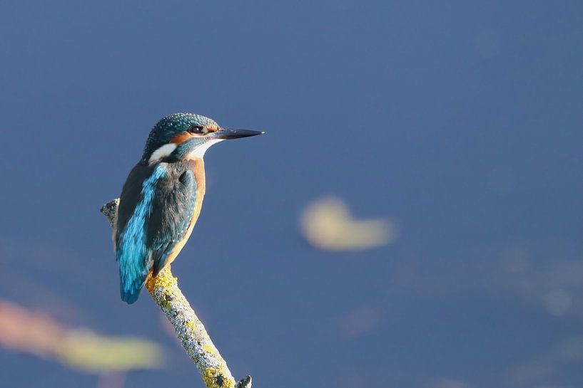 Young Kingfisher by Erwin Sligte
