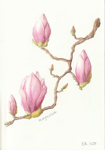 Botanische tekening - Magnolia van Esthers Nature Studio