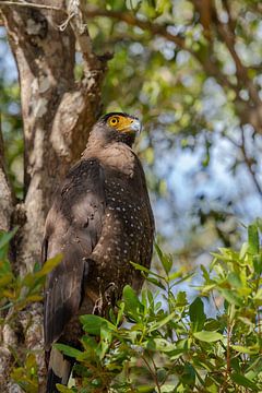 Aigle serpent indien sur Jeroen de Weerd